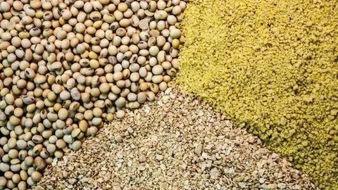 تصویر 1 از قیمت  کود ۳ بیست با کیفیت ارزان + خرید عمده